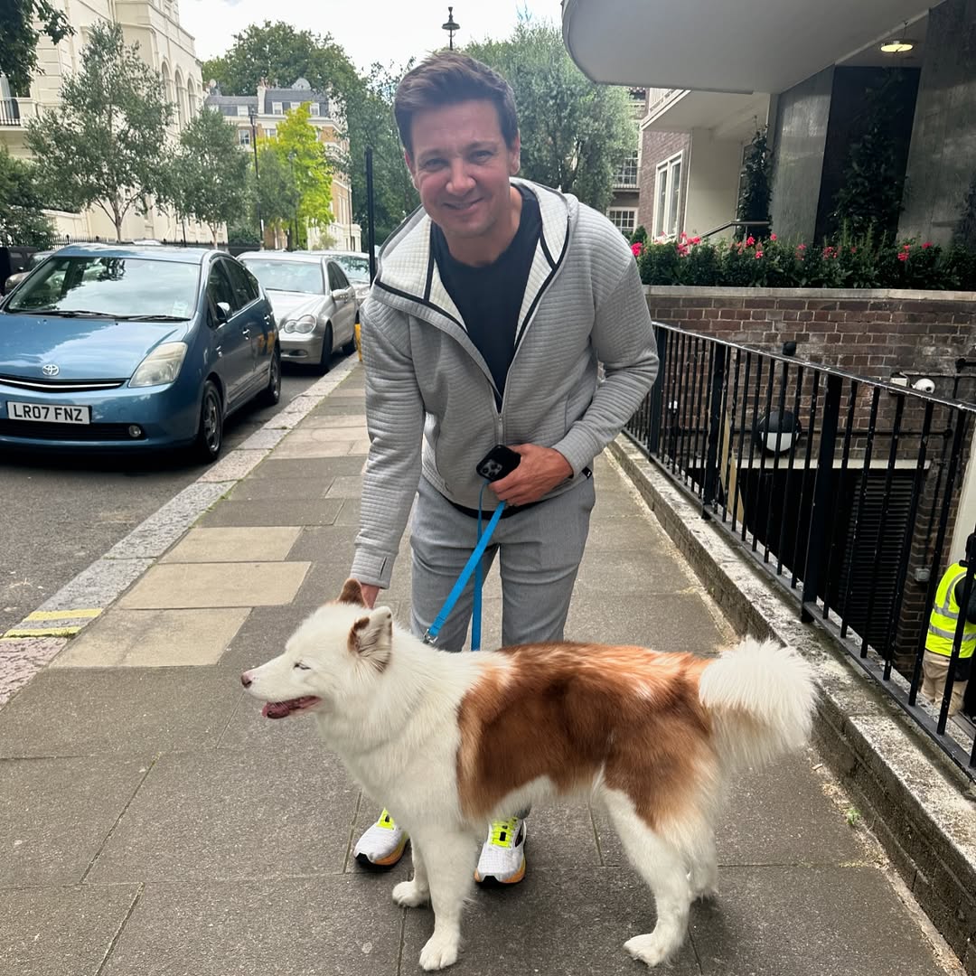 Guess who Viola met today!!😆🤯📸 @jeremyrenner
#husky #dog #avengers #doglover #hawkeye #jeremyrener #avengers #marvel #dogmodel #dogoftheday #marvel #cinema #london #Hollywood #dogmodel #weratedogs #disney #warnerbros #londonlife #dogsoflondon