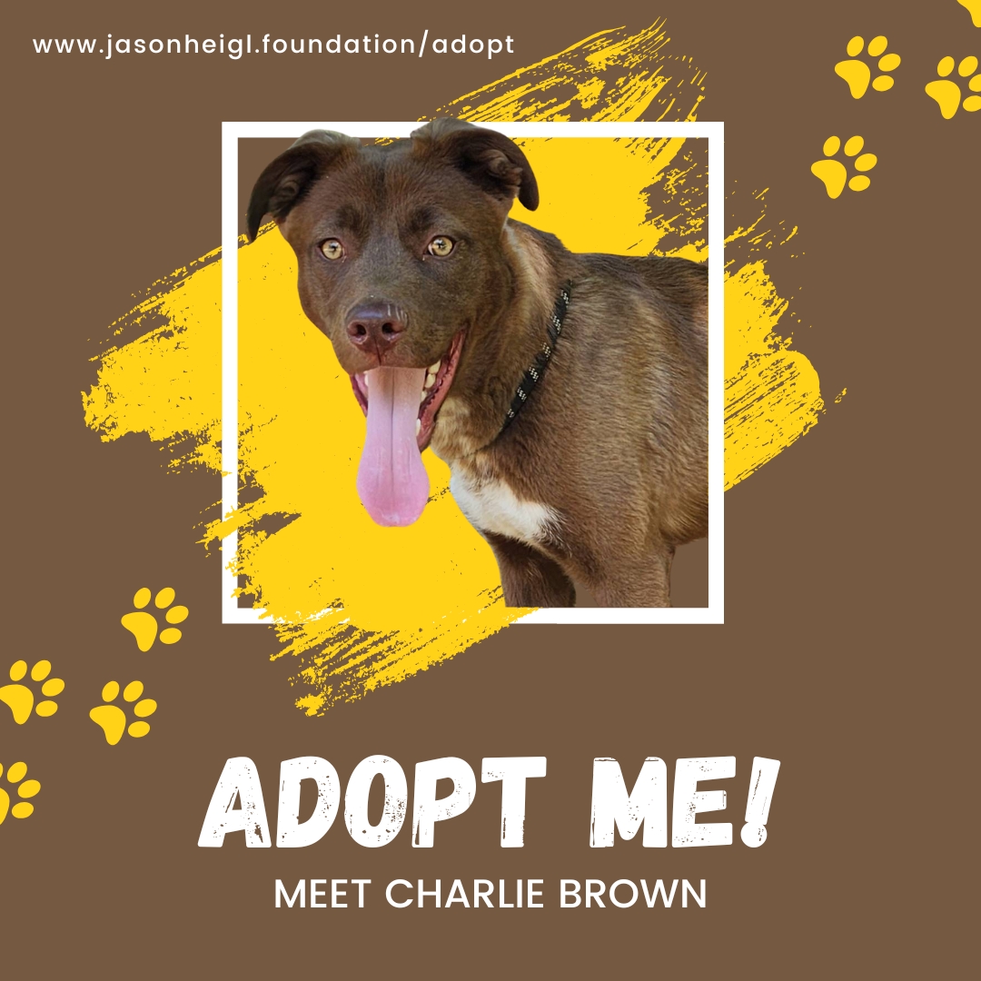 I’m so excited to introduce you to one of our most lovable rescues—Charlie Brown! This boy has stolen all of our hearts. 🐾
He’s a 7-month-old Labrador mix with the best mix of goofy energy and total sweetness. Charlie’s crate trained, walks great on a leash, knows how to “sit” and “shake,” and has mastered the art of making everyone fall in love with him.
He’s playful, affectionate, and always up for an adventure—unless you’re a cat, in which case… well, he’s a bit too enthusiastic.
Charlie does great with people and other dogs, and he’s looking for a family who can keep up with his happy energy and continue his training.
He’s adoptable in the Greater Los Angeles area—and ready to meet his forever family.
Apply here: www.jasonheigl.foundation/adopt or click the link in my bio. ❤
#AdoptCharlieBrown #RescueDogLove #AdoptDontShop #JasonHeiglFoundation