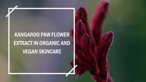 I'm going to introduce you to a botanical ingredient that's rapidly becoming a skincare sensation. Meet the Kangaroo Paw Flower extract, an Australian native that's stirring interest among skincare enthusiasts and professionals alike.
Beyond a Trend: The Regenerative Power
This isn't just about a new trend; it's about tapping into the extraordinary properties of a plant extract that's showing promise for its skin regeneration capabilities.
You're going to find out about how this ingredient could change the way you think about your skincare routine.
More Than a Fad: Healing and Rejuvenation
My aim here isn't only to pique your curiosity but also to help you understand why Kangaroo Paw Flower extract is more than just a passing fad.
It's being hailed for its healing and rejuvenating properties, ones that could very well make it a mainstay in the domain of beauty and personal care.
A Rising Star in Australian Skincare
In my opinion, Kangaroo Paw Flower extract is poised to join the ranks of other renowned Australian skincare champions.
If you want to stay ahead of the curve in natural skincare, this is an ingredient you'll want to keep an eye on.
Unveiling the Secrets of Kangaroo Paw Flower
I'm here to help you delve into its fascinating attributes and the reasons behind its rising popularity.
And don't worry too much about scientific jargon; I'll be walking you through the essentials you need to know.
Choose something that resonates with you, right? Well, this component could be just what your skin is craving.
Let's explore what makes the Kangaroo Paw Flower extract a potentially transformative element in organic and vegan skincare products.
The Natural Potency of Anigozanthos Flavidus
If you're intrigued by the vibrant allure of the Kangaroo Paw Flower (aka Anigozanthos Flavidus), you're about to find out why it's not just its eye-catching aesthetics that matter. This fascinating plant, native to Australia, resembles, quite fittingly, the curved paw of a kangaroo, especially noted for its bright red buds that captivate onlookers.
Beyond Aest...
https://skincareoss.com/kangaroo-paw-flower-extract-in-organic-and-vegan-skincare/