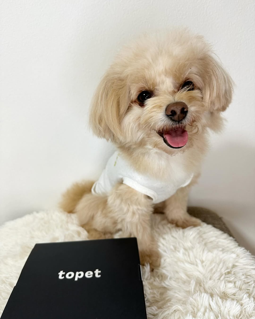 æç¬ã®çºã®ãå£ã®ãµããããå±ãããðŸð¶ïŒ @topet.official )
人éãããã ãã©ãç¬ãå£è
ã±ã¢ããšã£ãŠã倧åïŒð
ã©ããæ¯æ¥æ¯ç£šããããŠããã©ãæ£çŽããã ãã ãšç¶ºéºã«ããŠãããããŠãããå¿é
ã ã£ããã©ããé£¯ã«æ¯ããããã ãã§ããå£ã®ã±ã¢ãããŠããããããšãšã£ãŠãå¬ããããð
ããããã®topetããã®ãµãããã¯ãå°çšã®ãã«ãä»ããŠãããããæ¯å奜ããªã ããµãããã«ããŠãããããããå®å¿ð
ã©ããåãã§é£ã¹ãŠãããðâºïžâ¡
äœæ¥ãç¶ããŠããããããå£ã®èããæ°ã«ãªããªããªã£ãŠãð€ð¥°
仿éå®ååã®ã¿20%OFFã¯ãŒãã³ã䜿ãããããåŸã«è©Šãããâºïž
å¿
ã ãLATTE20 ããšããã¯ãŒãã³çªå·ãæã£ãŠãð€
ä»ã®ã¯ãŒãã³ãšã®äœµçšã¯åºæ¥ãªãããæ°ãä»ããŠãð
1人äžåéãã ãð
ãªã³ã¯ããæ³šæåºæ¥ããïŒð
#topet #ãå£ã®ãµããã #ç¬ã®æ¯ç£šãã#ç«ã®æ¯ç£šãã#pr
#ãµããã #ç¬ã®ãµããã #ãããã®ãµããã #å£è
ã±ã¢ #å£è
ã±ã¢ã°ã㺠#ç¬ã®å£è
ã±ã¢ #ç¬ã®å¥åº· #ç¬ã®å¥åº·ãã¯ã #ç¬æ¯ #ç¬æ¯ç£šã #ãã« #æç¬ã#ç¡æ·»å ã#ç¬ã®ãã¯ã #ç¬ã®ã飯 #ãã¡ã㌠#ãã¡ã©ãã¢ã³ à #ãã€ããŒãã« #ã¿ã€ã㌠#ããã°ããŒã #ãã¥ãŒãã³ã°ã¬ãŒãããŒã
#ãã¡ããŒéš #ãã¡ããŒããã¯ã¹ #ãã¡ããŒåéåéäž #ãã¡ããŒå¥³ã®å