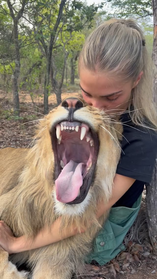 My beautiful zemo who is currently in Africa, where he belongs❤️after we rewilded him and his sister a few months ago . I miss him so much 🥹can't wait to see him soon and give him more kisses because he doesn't get enough😅🫶🦁