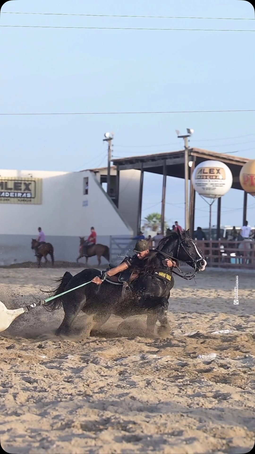 TBT da última vaquejada do Ano 💥🐴!
Nosso garanhão 𝐒𝐇𝐀𝐃𝐘 𝐖𝐈𝐋𝐃 𝐁𝐀𝐑𝐒 na sela do @danielvieiraa_12 ladeado pelo 𝐙𝐎𝐋𝐋 𝐖𝐈𝐋𝐃 𝐑𝐎𝐉𝐎 com o Netinho de Ozinho se classificaram em 3º LUGAR CATEGORIA AMADOR no Parque Dedé Justino - Lagoa de Pedras/RN.
Que venha 2025 com muitas conquistas e realizações.
#ShadyWildBars #SWB #HarasMilionario #TeamMilionario #ThullioMilionario #Vaquejada