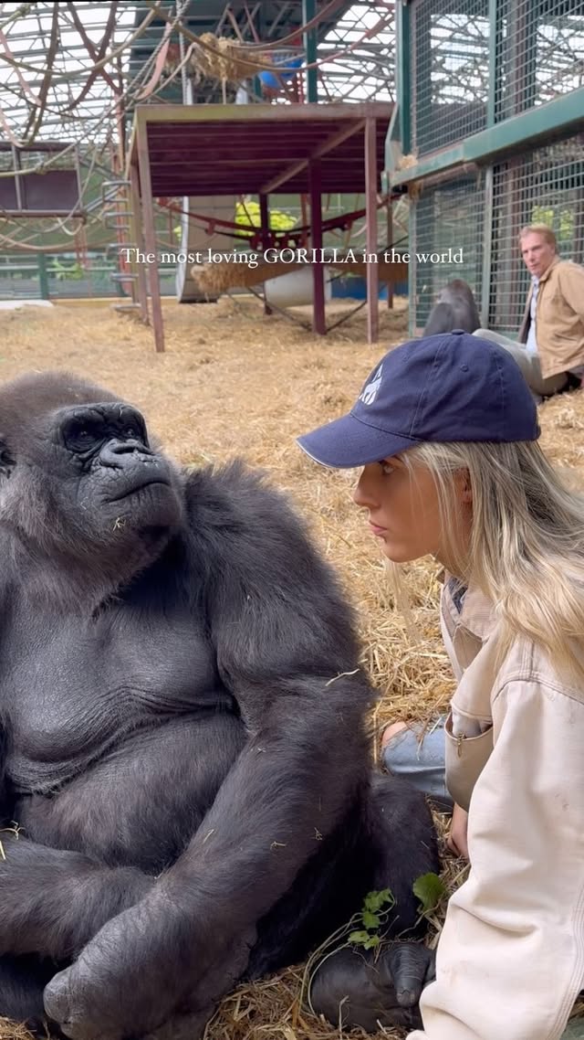 Meet TAMBABY, one of the most loving gorillas I have ever met🩷🦍🥹 she is so sweet with me, I have known her my whole life and have been able to develop a completely natural relationship with her at our rescue sanctuary, built on ONLY LOVE AND TRUST🫶
We are the only people in the world that have ever sent a gorilla back to the wild, we've now nearly 80 free🦍🌍 and nearly 2000 animals rewilded❤️🔥
TAMBABY is an example of a gorilla that can't go back to the Wild as she is too old so we give her the best life possible at the sanctuary🩷