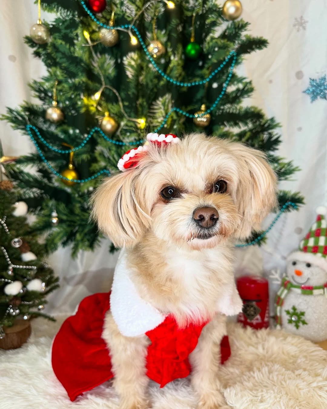 Merry Christmas ðð
ð
ã¯ãªã¹ãã¹æ¥œããã§ãŸããïŒðð
ä»å¹Žãã¯ãªã¹ãã¹ãã©ãæ®ã£ããðŸ
Are you enjoying Christmas with your family? ðð
We took some cute photos for Christmas ð
Joyeux Noël ð
JâespÚre que vous profitez de Noël ð
On a pris des jolies photos de Noël ðŸðŸ
Et Latte profite le Noël aussi ð¥°ðð
#merrychristmas #happychristmas #joyeuxnoël #feliznavidad #ã¡ãªãŒã¯ãªã¹ãã¹ #ã¯ãªã¹ãã¹ #ã¯ãªã¹ãã¹ããªãŒ #ã¯ãªã¹ãã¹ã±ãŒã #ã¯ãªã¹ãã¹ã³ã¹ã㬠#ã¯ãªã¹ãã¹ã³ã¹ãã¬ç¬ #ã¯ãªã¹ãã¹ç¬ #ã¯ãªã¹ãã¹ç¬æ #ã¯ãªã¹ãã¹æç #christmasdog #dogchristmas #vrolijkkerstfeest
#ã¯ãªã¹ãã¹ãã¬ãŒã³ã #ã¯ãªã¹ãã¹é£Ÿã #chrismas #christmastree #ããããç¬ã#å¬ç¬æ #ãã¡ã㌠#ãã¡ããŒéš #ãã¡ããŒããã¯ã¹ #ãã¡ããŒåéåéäž #ãã¡ããŒå¥³ã®å #ãã¡ããŒå€§å¥œã #ã¢ããªã³ãã #ã¿ã€ããŒ