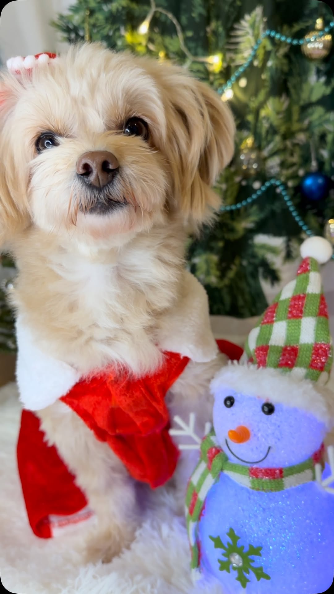 Merry Christmas ððððð
ð
ð³ðððð ðºðððð ð€¶ðŸð¶ð
Latte est devenue « PÚre Noël » ð
ð©·â¡â€ïž
#merrychristmas #happychristmas #happyholidays #joyeuxnoel #feliznavidad #santaclaus #fatherchristmas #pÚrenoël #ã¡ãªãŒã¯ãªã¹ãã¹ #ã¯ãªã¹ãã¹#ã¯ãªã¹ãã¹ããªãŒ #ã¯ãªã¹ãã¹ç¬æ #å¬ç¬æ #ã¯ãªã¹ãã¹ã±ãŒã #ã¯ãªã¹ãã¹ãã¬ãŒã³ã #ã¯ãªã¹ãã¹ã³ã¹ã㬠#ã¯ãªã¹ãã¹ç¬ #christmasdog #ããããšã¯ãªã¹ãã¹ #ã¯ãªã¹ãã¹åç #ãã¡ã㌠#ãã¡ããŒéš #ãã¡ããŒããã¯ã¹ #ãã¡ããŒåéåéäž #ãã¡ããŒå¥³ã®å #ãã¡ããŒäŒ #å
šåœãã¡ããŒäŒ #ã¿ã€ããŒã#ãã¡ã©ãã¢ã³Ã#ãã€ããŒãã«