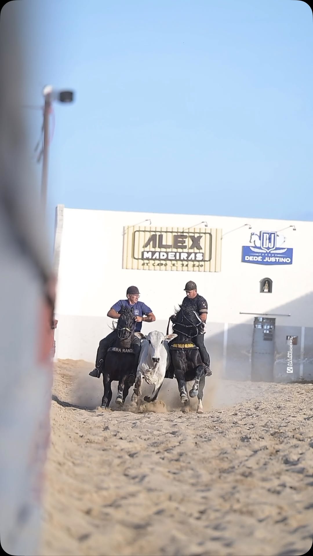 Vamos de TBT que 2025 promete grandes conquistas e realizações 💥🐴!
Nosso garanhão 𝐒𝐇𝐀𝐃𝐘 𝐖𝐈𝐋𝐃 𝐁𝐀𝐑𝐒 na sela do @danielvieiraa_12 ladeado pelo 𝐙𝐎𝐋𝐋 𝐖𝐈𝐋𝐃 𝐑𝐎𝐉𝐎 com o @niloneto2 no Parque Dedé Justino - Lagoa de Pedras/RN.
#ShadyWildBars #SWB #HarasMilionario #TeamMilionario #ThullioMilionario #Vaquejada