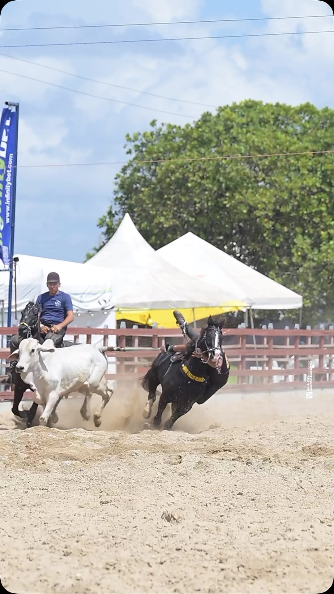 Equipe de Vaquejada Haras Milionário 💥🐴🏅
𝐒𝐇𝐀𝐃𝐘 𝐖𝐈𝐋𝐃 𝐁𝐀𝐑𝐒 na sela do @danielvieiraa_12 ladeado pelo 𝐙𝐎𝐋𝐋 𝐖𝐈𝐋𝐃 𝐑𝐎𝐉𝐎 com o @niloneto2 🤠
#ShadyWildBars #SWB #HarasMilionario #TeamMilionario #ThullioMilionario #Vaquejada