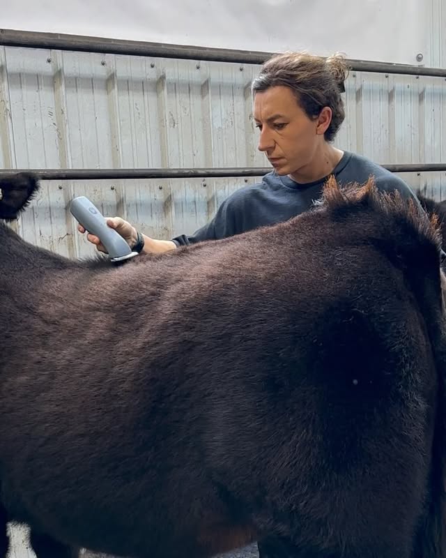 5 days, before sun up & past sun down, 30+ calves - breaking, washing, clipping.. thankful for the opportunity.
@tbjpclothing @tbjpnutrition Michaela10
They’ll be starting their spin off livestock line next 😆