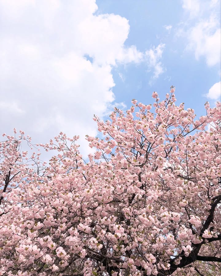 A touch of pink to brighten up your feed. 🌸
📷 @phhtm51