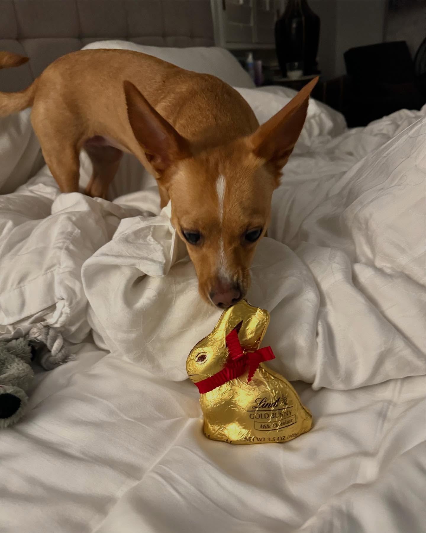 Happy Easter from me, Ella, Ben and Peanut! (Not to worry, she won’t eat the chocolate bunny.)