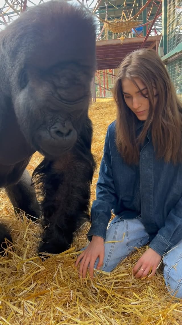 The most loving sound from the most loving GORILLA, Kifu🦍who I have known my whole life and have developed a completely natural relationship with❤️
We are the only people in the world that have ever sent a gorilla back to the wild, with now nearly 80 gorillas free🙏✨🫶
This video is at our rescue Sanctuary, where Kifu sadly can't go back to the wild but his 5 sons are currently free , rewilded in Gabon & Congo where we protect over 1 million acres 💚🦍🌍