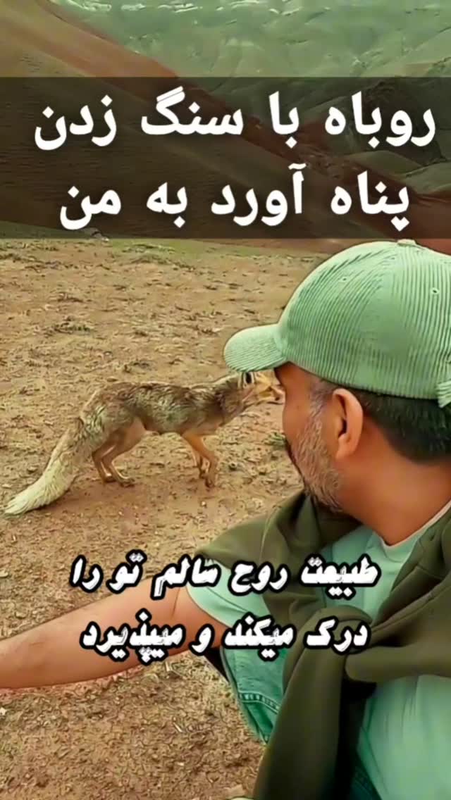 روباهی که بچه شیر میداد(روبی) و رفتار بد بعضی جوانان محلی با اون و دیالوگهای زننده ای مثل (لونشهشو پیدا کنیم بچه هاشو برداریم ببریم) قلب مارو آزرد😔 این حیوون زیبا رو با سنگ فراری میدادن تا بتونن خونشو پیدا کنن و ما سعی کردیم برخورد کنیم و روبی انگار فهمید و باز پناه اورد به ما و از ما دور نمیشد😍
من و سعید میهمان زیستگاه این ماده آهوی خوشگل و مهربون در قلعه دختر شهرستان میانه واقع در کوههای پر غرور و وحشی قافلان کوه بودیم ولی ما با دلمه های خوشمزه ی مامان سعید از روبی پذیرایی کردیم🥰 تجربه ی شیرین و خوشمزه ای بود که روز و روزگار تلخمو شیرین و دلنشین کرد
یه کار خیلی زیبایی که انجام شده بود ایجاد یک فضای احساسی و جذاب توسط چندتا از اهالی با فرهنگ و با سواد شهر میانه بود که با کاشت درخت های آرزوها و خاطره ها یک ایستگاه اولیه و جذاب برای کوهنوردان و علاقمندان به #طبیعتگردی ایجاد کرده بود . من به نوبه ی خودم تشکر میکنم از دست اندرکاران این اتفاق زیبا
@arzularvekhateralar
@saeid.jahanbakhshi.1990
#طبیعتگرد #حیوان_آزاری_ممنوع