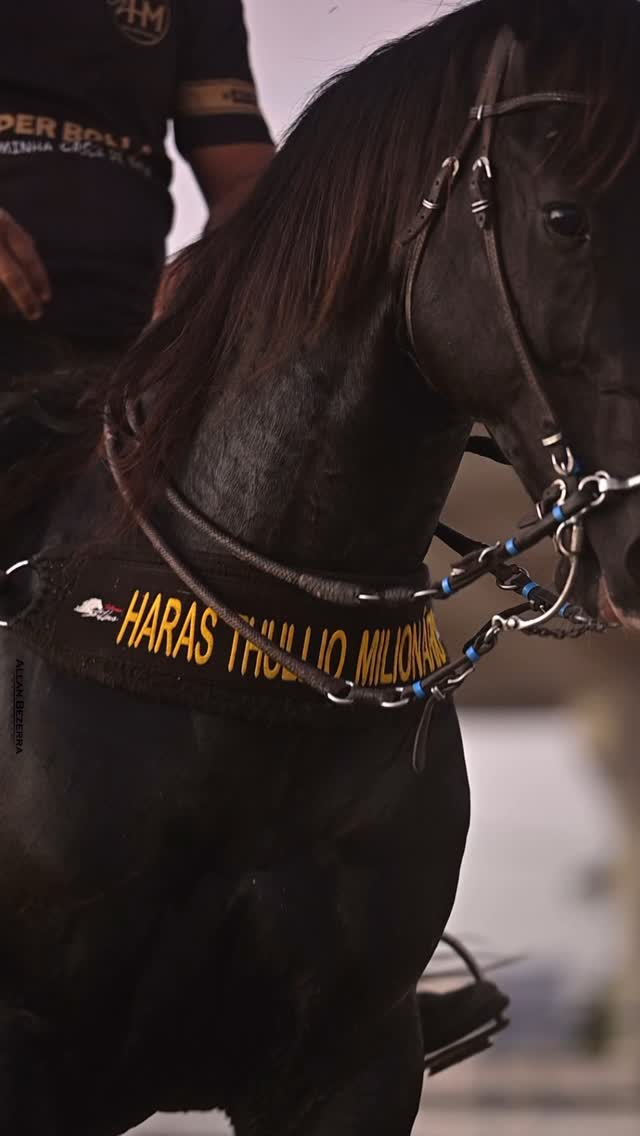 DIA DE TBT DO #TEAMHARASMILIONÁRIO🐴🏅💥!
𝐒𝐇𝐀𝐃𝐘 𝐖𝐈𝐋𝐃 𝐁𝐀𝐑𝐒 na sela do @danielvieiraa_12 ladeado pelo 𝐙𝐎𝐋𝐋 𝐖𝐈𝐋𝐃 𝐑𝐎𝐉𝐎 com Júnior Vieira no Parque Otaviano Pessoa - Macaíba/RN.
EQUIPE THULLIO MILIONÁRIO DE VAQUEJADA!
#ShadyWildBars #SWB #HarasMilionario #TeamMilionario #ThullioMilionario #Vaquejada #Temporada2025