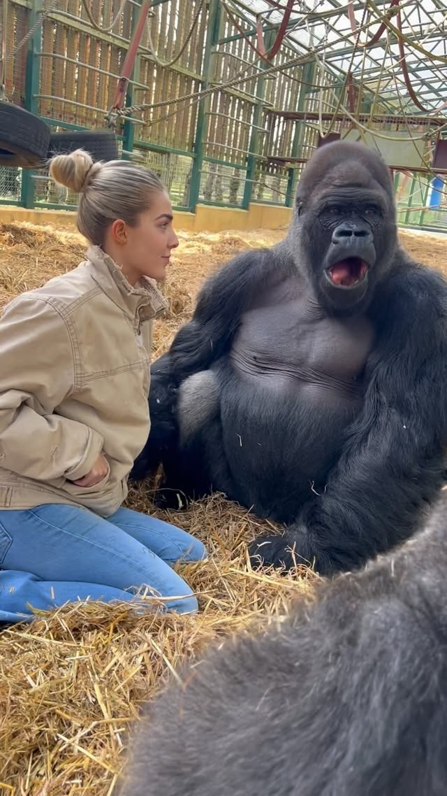 This is KIFU the silverback gorilla who I've known whole life and developed a completely natural relationship with🫶🦍He's so greedy:) I always have food in my pockets and he just robs it all and make sure none of the others (his wife's!) get any! 😅
‼️For those of you that don't know this video is taken at out sanctuary where we recuse and rewild animals 🦍🌳🌍 we are the ONLY people in the world that have sent a gorilla back to the wild... now nearly 80 are living free ❤️🔥 our survival rate is 96% and nearly 2000 animals rewilded 💘
Animals don't belong in a cage in zoos they belong in the wild
We hate zoos . Kifu is at our sanctuary because his wife's who are a little bit older than him need medical attention 3 times a day and wouldn't survive the journey back to Africa . Gorillas live in a family group, so it would be completely unnatural to send him alone and separate him from his family . It's the same as humans if we were sent away never to see our family again we would all be so unhappy . So for him we give him the best life possible sadly at our sanctuary but his 5 sons are happily free in the wild where they belong ❣️
it's important to highlight any animal that can go back to the Wild should go back to the Wild and those that 100% can't should be given the best life possible, but this shouldn't be an excuse for zoos to keep all animals behind a bars for their business