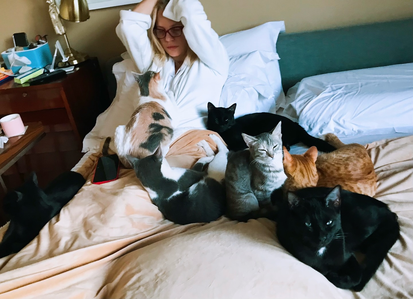 Happy Friday + 7 cats 🐈
