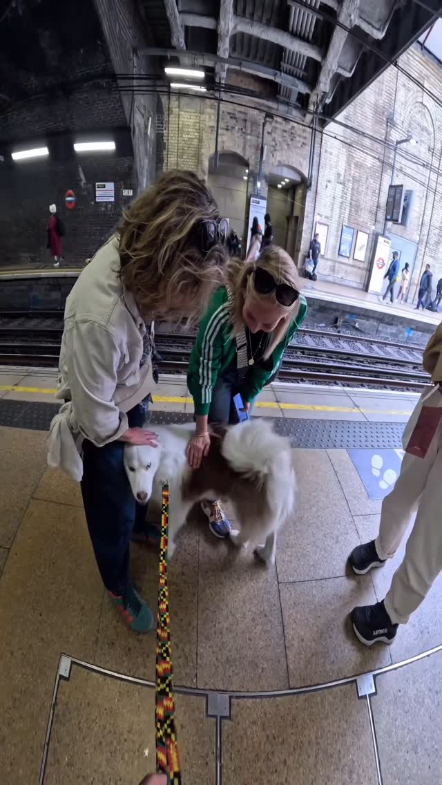 I took my dog to London!!
#london #husky #viral #pets #doglover #dogsoflondon #dogsofinstagram #dogoftheday #fyp #subway #tube #metro #nyc #viralreels #viralvideos #pubity #violasnow #animallover #starbucks #trains #tfl #dogsontrains #puppy #citylife #pubitypets #dog
