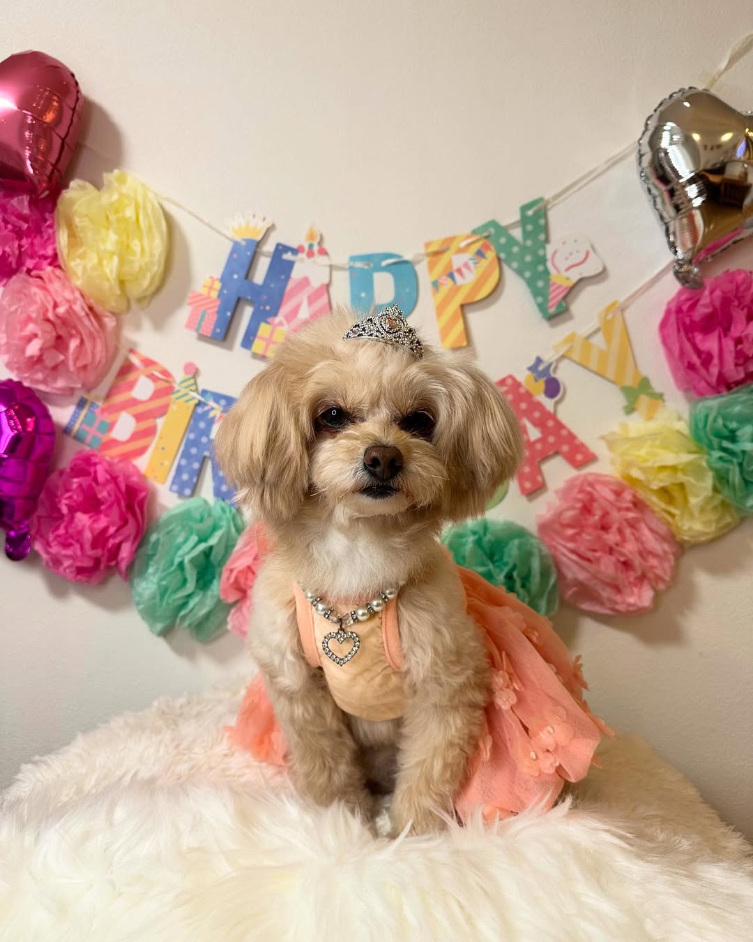 Happy Birthday to Latte â€ïžðâ€ïž
ã©ãã¡ãã5æ³ã®èªçæ¥ããã§ãšãððð
ä»å¹Žãå
æ°ã«ãèªçæ¥ãè¿ãããŠå¬ãããâºïž
ãããããæ²¢å±±æãåºãäœããã
ä»å¹Žã¯çŸå³ããã飯ã±ãŒããäœã£ããð
ã©ãã¡ããã¯çé£ã§ãããç¬
ä¹
ã
ã®æçš¿ã«ãªã£ãŠããŸããŸããããã©ãã¡ãããç§ãå
æ°ã§ãðâš
ãŸãç·©ãæçš¿ããŠãããŸãâ¡
ãããããé¡ãããŸãð¥°
Latte turned five years old today ð
Iâm so happy to be celebrating her birthday ð
I made a delicious cake for her and she finished eating it in no time ð
Itâs been so long since I last shared a postðŸ
But i and Latter are doing wellð¥°
Thank you for always viewing my posts ð
I appreciate you ðð
#happybirthday #birthday #joyeuxanniversaire #èªçæ¥ #5æ³ãèªçæ¥ #ãããèªçæ¥ã#ç¬èªçæ¥ #ç¬èªçæ¥ã±ãŒã #èªçæ¥ããŒã #èªçæ¥äŒ #èªçæ¥ãã¬ãŒã³ã #èªçæ¥ãã¬ã¹ #ãã€ããŒãã«Ã#ãã¡ã©ãã¢ã³ #ã¢ããªã³ãã #ãã¡ããŒèªçæ¥ #ãã¡ããŒmix #ãã¡ããŒå¥³ã®å #ãã¡ããŒ5æ³ #æç¬å®¶ #ãããã®ããçæŽ» #5æ³èªçæ¥ #ãã¡ããŒããã¯ã¹ç¬ #ç¬ãã¬ã¹ #ç¬ã¹ã¿ã°ã©ã #å
šåœãã¡ããŒäŒ #ããŒãç¬ #ããã¯ã¹ç¬ #ã¿ã€ããŒ#æç¬ãšã®æé