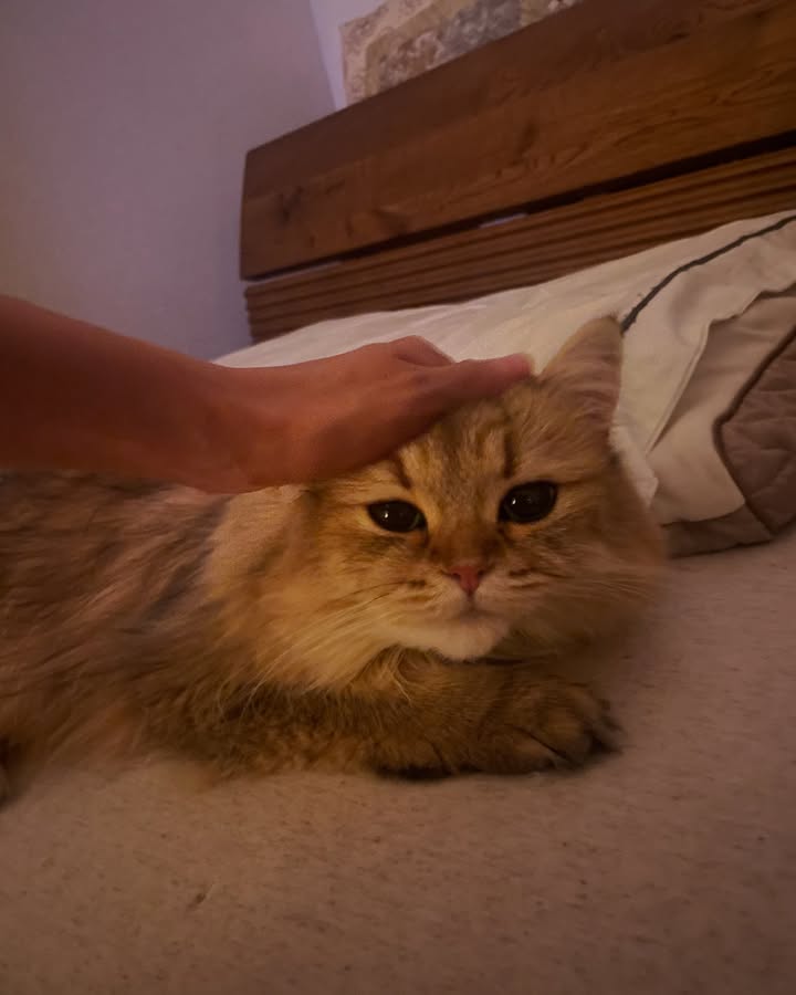 🐱🐱🐱
ふがふが。
@amostagram15