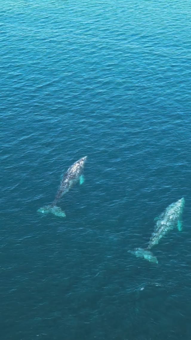Days spent with these gentle giants…
.
.
.
#magbay #méxico #mexico #greywhale #graywhale #conservation #marinebiology #marinelife #whale #baja #whalewatching