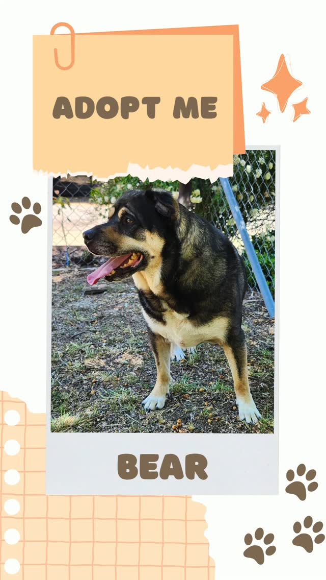 Meet Bear – the big softie with an even bigger heart looking for his forever home. If you’ve been dreaming of a giant, snuggly best friend who thinks he’s pocket-sized, say hello to Bear—a 4-to-5-year-old German Shepherd mix with the soul of a teddy bear and the charm to match.
Bear is a friendly, affectionate goofball who loves people and gets along great with other dogs. In playgroups, he’s social, easy-going, and always trying to spark some playful fun. On walks, he’s a gentleman—well-mannered on leash and happy to stay close to his people.
But what truly sets Bear apart is his giant heart. He talks to you when he wants attention (especially belly rubs), and his favorite place in the world? Right on your lap. Yep, this oversized lovebug is convinced he’s a lap dog—and honestly, we’re not about to argue with him.
Bear is ready for a forever home where he can be cuddled, cherished, and treated like the lovable king he is. If your heart (and your couch) has room for a gentle giant, Bear is waiting for you.
Come meet this big ball of love—you bring the belly rubs, he’ll bring the joy! He is available to adopt in the Greater Los Angeles area. Link in Bio! www.jasonheigl.foundation/adopt/bear
#adoptdontshop #rescuedog