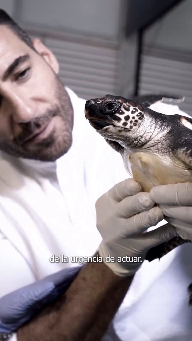 Mi sobrina y yo visitamos el @oceanografic_vl y pudimos ver el trabajo que hacen en su hospital de animales donde cuidan y protegen especies vulnerables en peligro de extinción.
Muy pronto os compartire la experiencia que vivímos devolviendo tortugas recuperadas al mar. Fue inolvidable.
Admiramos vuestra dedicación y entrega @oceanografic_vl
Gracias.