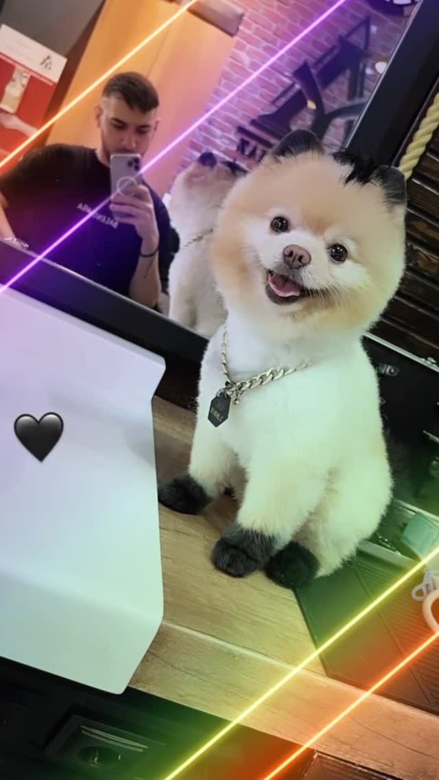 Köpüşümle Eğlenceli Aktiviteler 🐶 @bubblepomerian