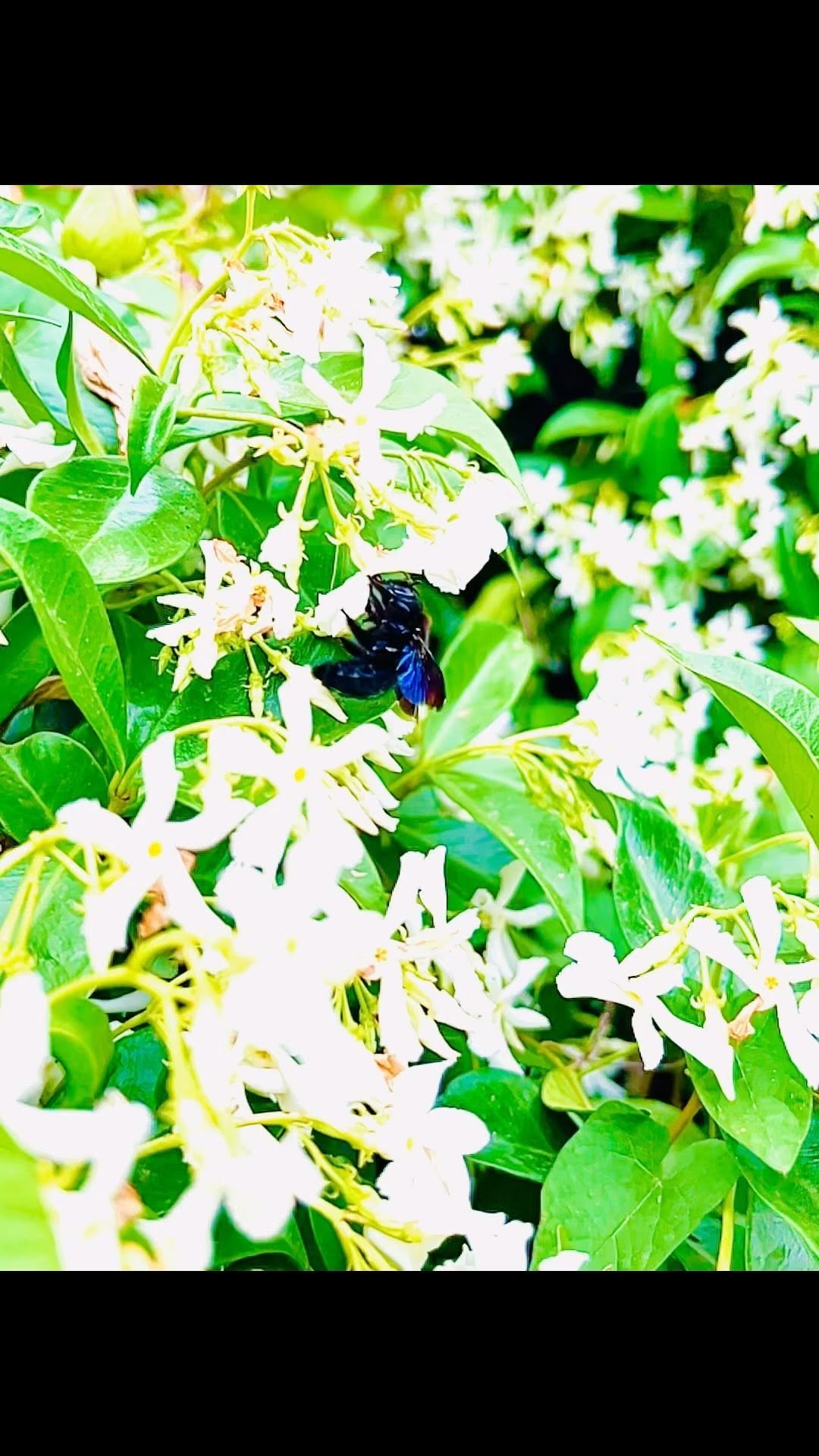 Bees will save the world