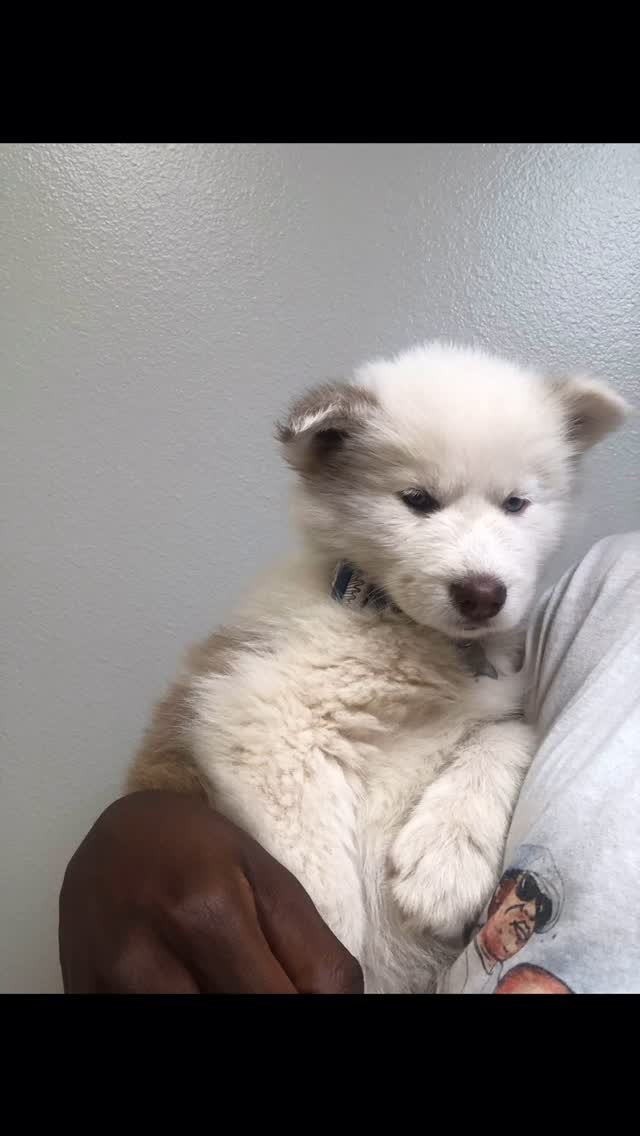 The prophecy wasn’t written, it was you❤️🥀
Thanks for 3 Million followers!!😝🥳
#husky #dogs #viral #pets #fyp #dogsofinstagram #dogoftheday #trendingreels #reels #doglover #petsofinstagram #prophecy #dogsoflondon #puppylove #puppy #puppylover #nostalgia #viralvideos #repost #violasnow #puppystagram #picture #dogphoto #dogphotography #baby