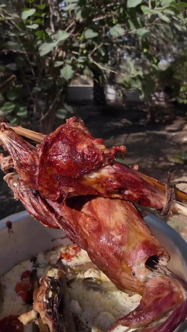  المندي الحساوي..ريحة عذوق النخيل
رز أبيض مفلفل ولحم يذوب !
ولقمته ماتنسى، تعيشك طعم الحسا الأصيل 🌴
شاركنا الوصفة الشيف فهد : @fhadalshuaibi
•
من سلسلة #وصفات_السعودية
للمزيد من الوصفات تابعوني على حسابي :@misho_baeshen@misho_baeshen
•
مكونات الرز :
١- ٢كيلو رز بسمتي (منقوع 30 دقيقة ومصفّى)
٢- ٢ونص لتر موية (لكل كيلو رز تقريبي ١.٢٥ لتر)
٣- بصل حساوي كبيرة (مفروم ناعم) ٢ حبة
٤- طماطم (مفرومة) ٣ حبات
٥- فلفل حار أخضر (حسب الرغبة) ٢ الى ٣ حبات
٦- ملح حسب الذوق – تقريباً ٣ ملاعق كبيرة
مكونات اللحم :
١- نص ذبيحة (غنم أو تيس صغير، وزنه تقريباً ٦ إلى ٨ كيلو)
٢- ملح خشن – نملّح الذبيحة زين بس، بدون أي بهارات أو إضافات
*ملاحظة: أهل الأحساء يحبون الطعم الطبيعي، فما يستخدمون لا بهارات ولا تتبيلات زايدة
الإرشادات :
١- ولّع الفحم داخل الحفرة أو البرميل، وخله يصير جمر قوي (ياخذ تقريباً ٤٠ إلى ٦٠ دقيقة)
٢- بعد ما يصير جمر حط فوقه سعف نخل ناشف، وخله يولع ويطلع دخان، هذا بيعطي نكهة مميز
٣- نملّح الذبيحة كويس من كل الجهات، ونخليها على جنب بحرارة الغرفة
٤- في قدر خارجي حمّس البصل لين يذبل شوي
٥- نضيف عليه الطماطم والفلفل ونقلبهم مع بعض
٦- بعدين نصب الموية ونحط الملح، ولين تغلي، نضيف الرز
٧- نطبخه حوالي 10 دقايق بس يعني نص استواء، مو كامل
٨- بعدها نصفيه ونجهزه نحطه داخل البرميل
٩- ننزل قدر الرز داخل البرميل ونحط فوقه اللحم ونوزع شحم بسيط عشان يعطي نكهة, لو عندك شبك أو قاعدة ترفع اللحم كويس
١٠- نقفل البرميل تماماً لازم يكون محكم الإغلاق
١١- تقدر تسدّه بعجينة أو بطين عشان ما يطلع البخار والدخان
١٢- نتركه على الجمر لمدة ساعة ونص إلى ساعتين – بدون ما نفتح عليه أبدًا
#مندي_حساوي
#الحسا
#طبخ
#مندي
