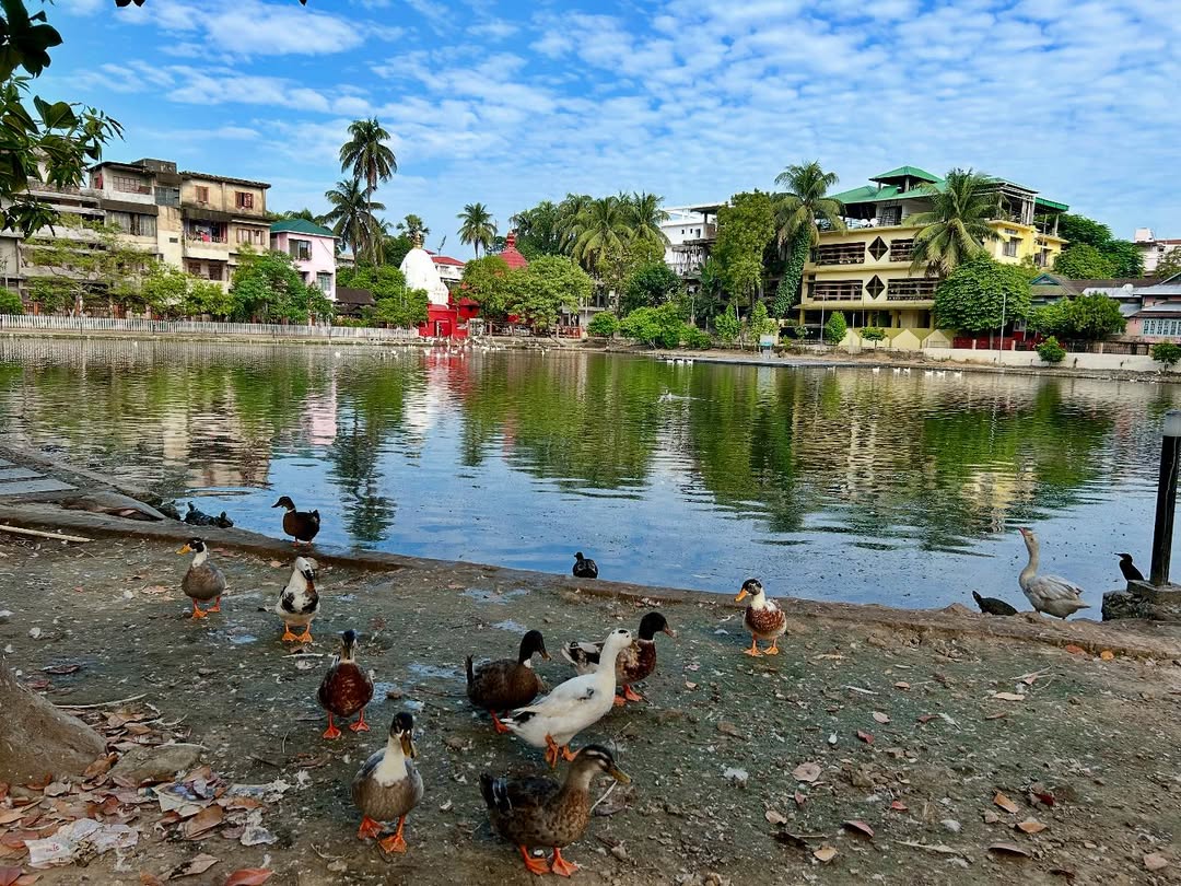 Jorpukhuri isn’t just a place I visit — it’s a place I feel.
Every time I get the chance, I go there not to click pictures, but to connect — with the birds, the fishes, the calm breeze, and the stillness that somehow heals. 🌿
I carry cabbage for the birds, bread for the fishes, even treats for stray dogs and monkeys. Because in a world that moves too fast, giving something back to nature keeps me grounded.
It’s not about photos — it’s about presence. And peace. 🕊️
The tortoises swimming silently, the water crows calling softly, the sun’s reflection dancing on the pond — these moments stay with me.
Though I’m not in Guwahati right now, these older captures are pieces of my memory — shared with love, to inspire someone out there to visit, feed, but never disturb.
✨ Let’s protect, not pollute.
✨ Let’s feed, not frighten.
✨ Let’s love, and let live.
#JorpukhuriThroughYourLens
#jhorpukhurithroughyourlens
#GiveLoveGetLove
#GuwahatiDiaries #NatureConnect #SoulTravel #FeedNotDisturb #GoldenHourMagic #BirdWatchingLove #AssamTales #PeacefulPlaces #ReflectionsOfNature #MindfulTravel #IncredibleIndia #NatureInFocus #UrbanOasis #EcoFriendlyTravel #EarthLove #ConsciousLiving #StreetsofGuwahati #NatureStories #TravelWithPurpose