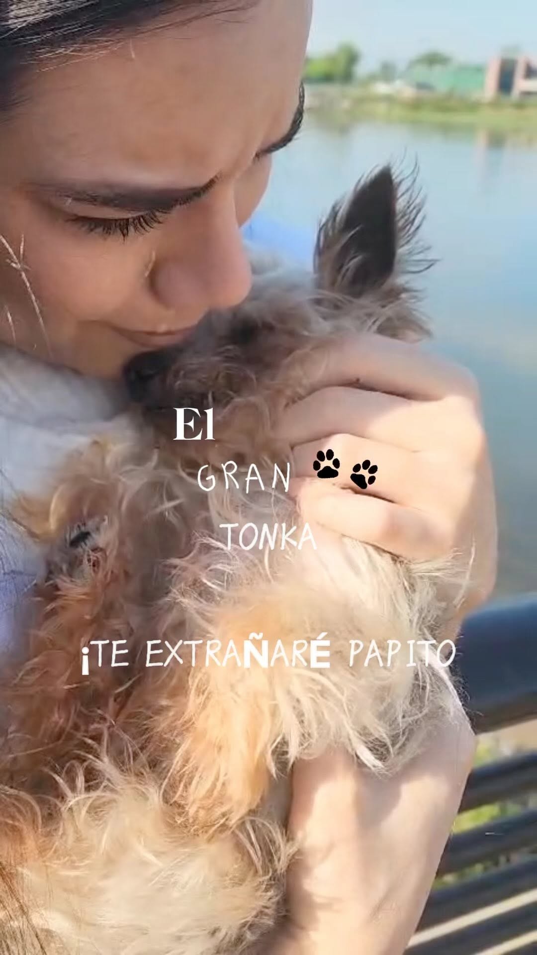 TONKA RAFAEL Z-A
Vzla Jun 19, 2008 - NJ May 20, 2024 🕊️🐾
Cruzaste El Puente Del Arcoíris papito 🌈 El duelo por la partida de Mia aceleró la tuya y aunque no estaba preparada me da paz saber que pude acompañarte a ti también en tu viaje y que al final del puente está Ella esperándote para reunirse con su hermanito amado. El más amado, el más fuerte, protector, meloso, la cosita chiquita más grande de mami. El de la mirada más pura, enamorado y noble.
Mi corazón está roto y hay un vacío en mi ser pero sé que pronto dejaré de pensar cómo te fuiste para recordar como viviste pedacito de mi vida.
Pudiese escribir hasta quedarme sin espacio pero jamás sin palabras del corazón para ti, hablaría de tu esencia e impacto en nuestras vidas pero todo lo que tenía que decir pude decírtelo a ti directamente estos últimos días donde no dormí para no perderme ni un segundo de ti y no te fueses sin mirarnos a los ojos, agarrados de mano y patita 🐾 y besando tu pequeña trufa negra. Tu misión aquí terminó tras casi ya a un mes para tus 17 años, igual que Mía y llegaron a la vida en el mismo orden que transcendieron. Sé que nuestro vínculo es eternal porque es una promesa que transciende nuestra carne, hasta la eternidad donde nos volveremos a encontrar en el tiempo perfecto de Dios.
TE AMO para siempre Papito ♾️
- Love, Mom of two furry souls 🐶🐶🐾
#DogMom #DogChild #petloss