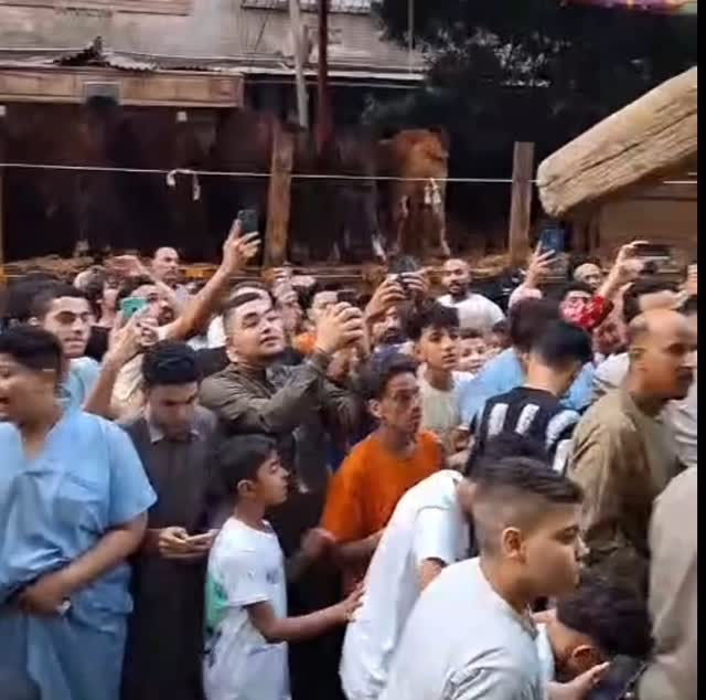 الحمد لله ضحينا وسط اهل بلدي واخواتي في عين شمس
الف شكر لكل اخواتي حبايبي علي استقبالهم ❤️❤️❤️❤️
وكل سنه وكل اخواتي طيبين ❤️❤️