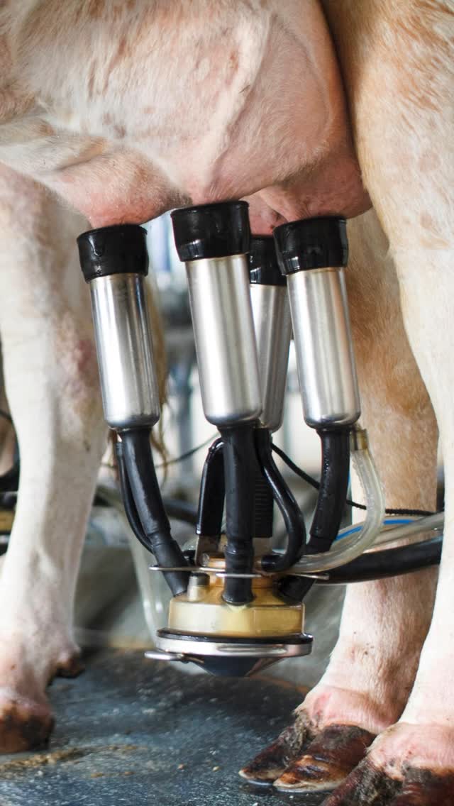 The raw milk rebellion! Have you visited a raw milk dairy farm? Let us know about your experience in the comments, please!
How did a guy into politics and the culture war become a health and wellness advocate? Will Witt @thewillwitt is a 2x national bestselling author and international speaker. And in our latest Wise Traditions podcast he talks about why young people need to question everything and be willing to rebel to regain their health. Will shares his own story of a serious diagnosis that had him questioning conventional medicine and taking his health into his own hands. He also talks about the transformative and healing power of raw milk.
Click on the link in our bio for the audio and transcription of episode 529 and/or the video on our YouTube channel!