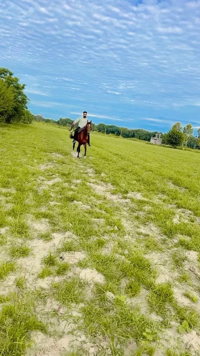 @that.bhangragabhru
.
.
#horseriding #trendingreels #viralreels #famous #punjab 🐎 🐴 🐎