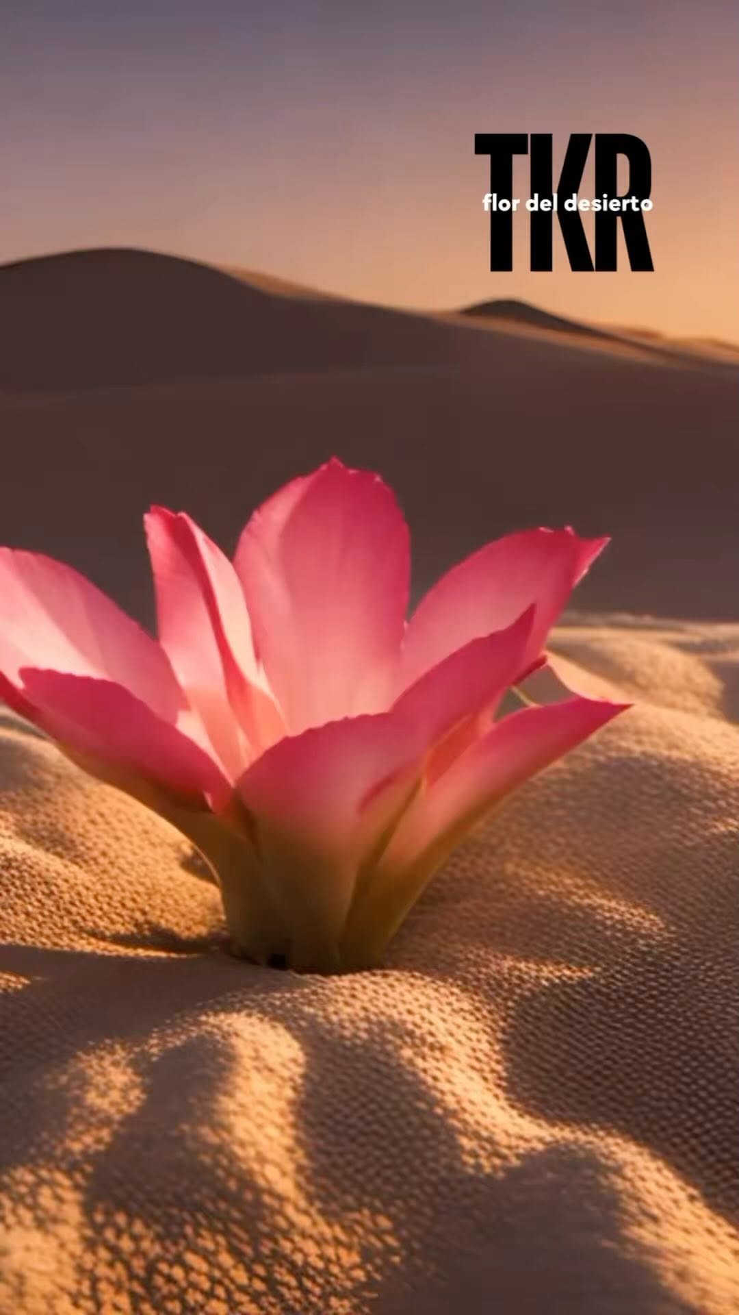 TKR ft Berowshka - “Flor del Desierto”
Letra y música: Chino Sing
Arreglos: Hugo Molina
Producción: Cadillo Music & Márohu
Voz: Chino Sing @marohu_
Coros: Berowshka @berowshka
Guitarra: Hugo Molina @hmolinag
Gtr. acústica: Isaac Hernández @theisaachernandez
Bajo: Salva Alba @salva_alba
Guitarra: Luis Miguel Gil @m3shall
Batería: Gandhi González @gandhidrums
DJ/Synth: Joel Peguero @slavetoderhythm
Agradecimientos: Naowa Sonique @naowasonique & @riccieoriach