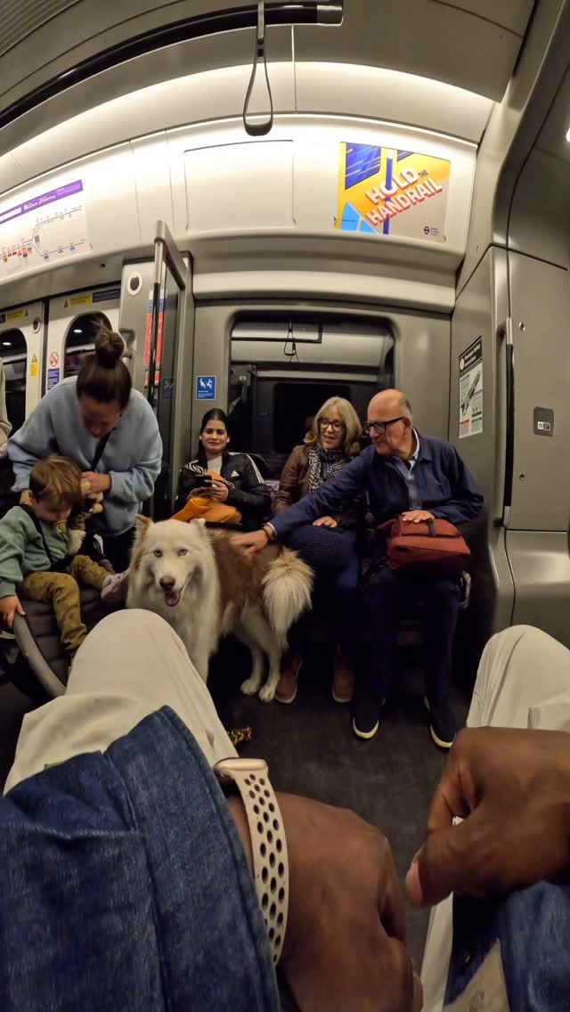 Train interactions with my dog!!
#husky #viral #trains #pets #fyp #doglover #famous #trains #travel #hi #friendly #puppylove #dogsofinstagram #dogoftheday #viralreels #reels #trending #instagram #meta #violasnow #tfl #foryou