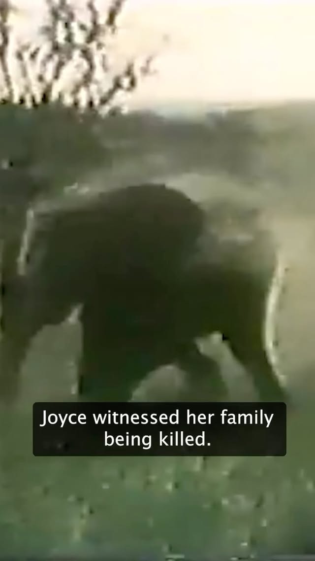 From witnessing her family slaughtered to being carted around the United States and exploited for entertainment, Joyce’s life has been filled with nothing but tragedy. 💔
World Animal Protection’s new documentary, narrated by award-winning actress, activist, and World Animal Protection Global Ambassador @evannalynch, explores Joyce’s life exploited for entertainment and her current living conditions at Six Flags in New Jersey.
This #WorldElephantDay, you can help Joyce finally find peace by watching the short documentary and taking action to send Joyce to sanctuary. 🐘🧡
COMMENT 🐘🐘🐘 and we’ll send you a DM on how you can help!
#FreeJoyce
