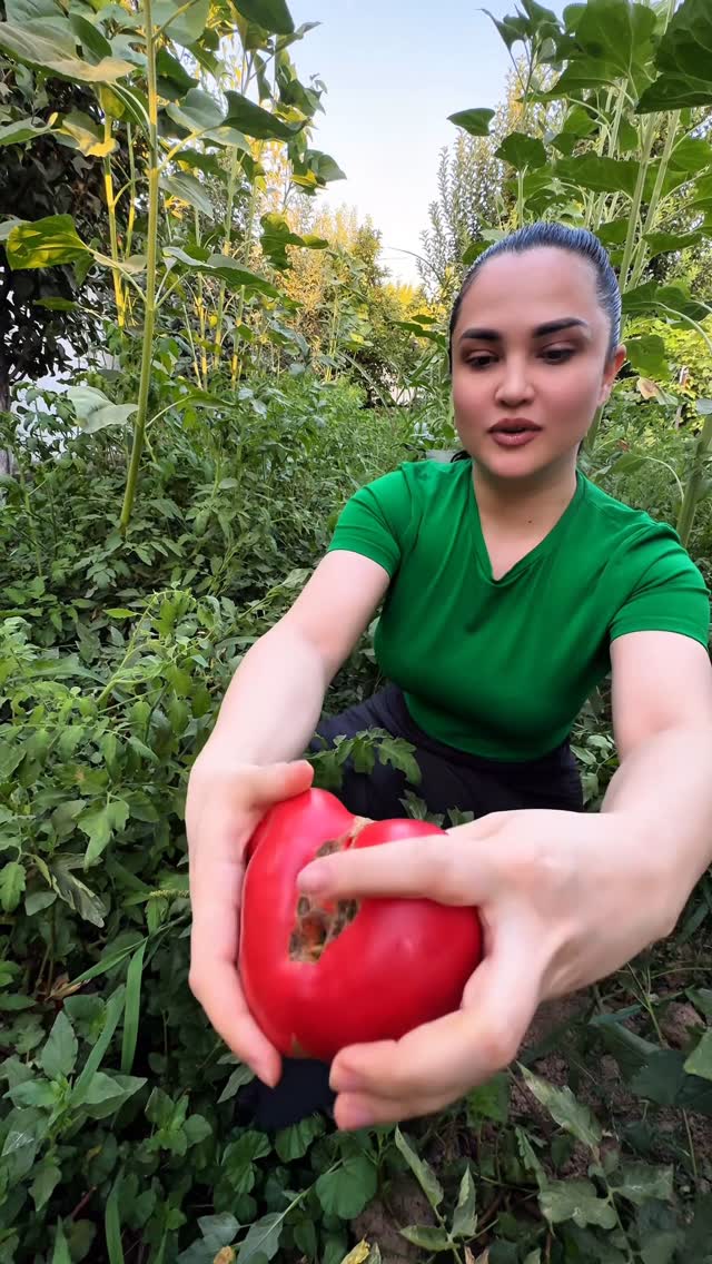 Келила помидор йимиз🍅🤤