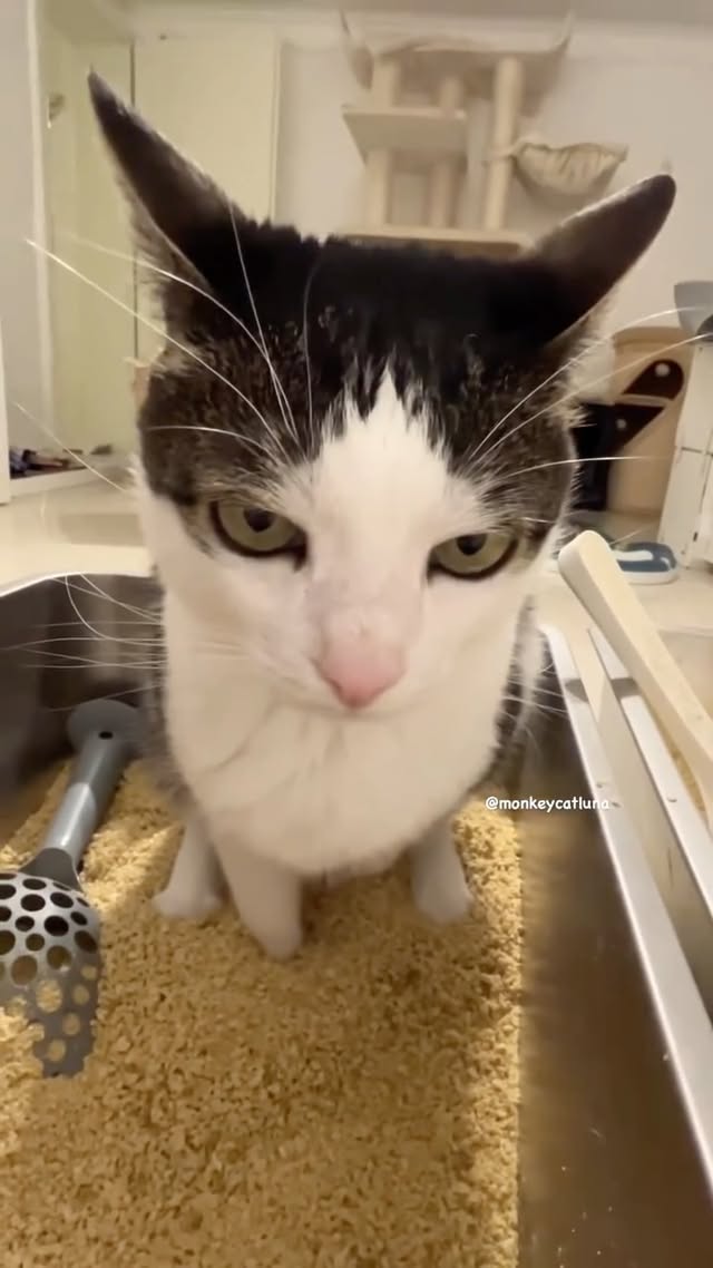 Pee break of 21 seconds. Will she break the record next time ?