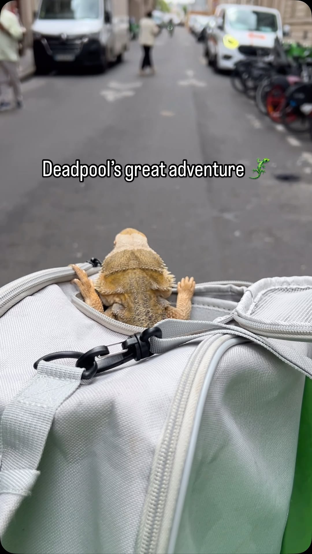 Who says Lizards can't hit the town? Deadpool's bike debut was one for the books! 😝 #Ilovemypet #beardeddragon
#beardie #lizardsinParis