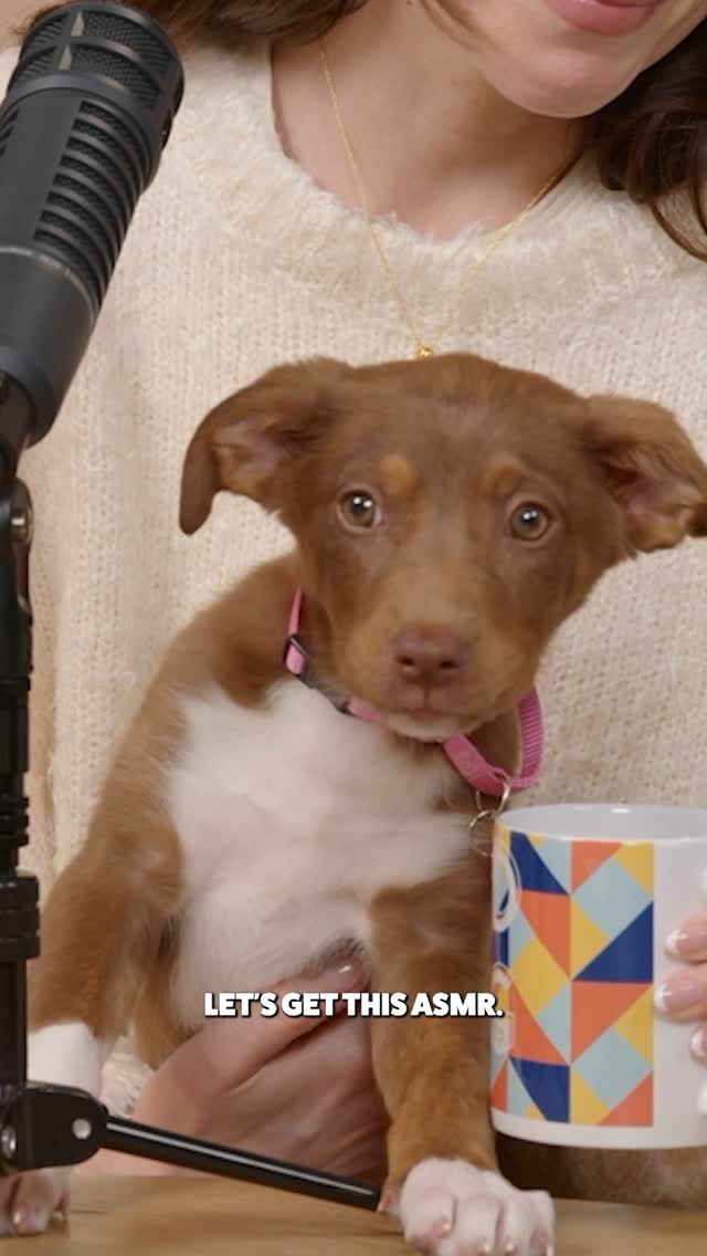 Starting our day with a little ASMR from our favorite animal person, Tokyo.