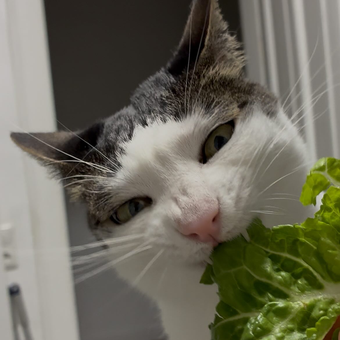 Lettuce muncher
She recently discovered her love for chicory