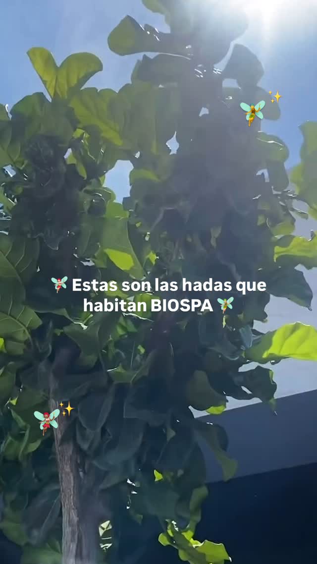Todas queremos ser un HADA de Biospa ✨🧚🏻
Te aseguramos que vas a sentir magia con cada tratamiento 🤌🏻🫶🏻
#SoyBiospa #spa #cuidadodelapiel
#hadas #hadasmágicas #facialtreatment #torreon #rejuvenecimiento #depilacionlaser #faciales #masaje #masajerelajante #relax