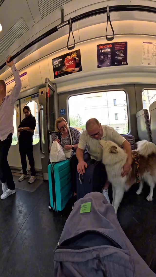 Train interactions with my dog!!
#husky #trains #subway #tube #london #tfl #viral #doglover #dogoftheday #elizabethline #reels #puppy #dogsontrains #dogsofinstagram #doggo #dogtherapy #violasnow #viralvideos #viralvideo #viralreels #repost #dogsoflondon #famous #puppylove #wshh #dog