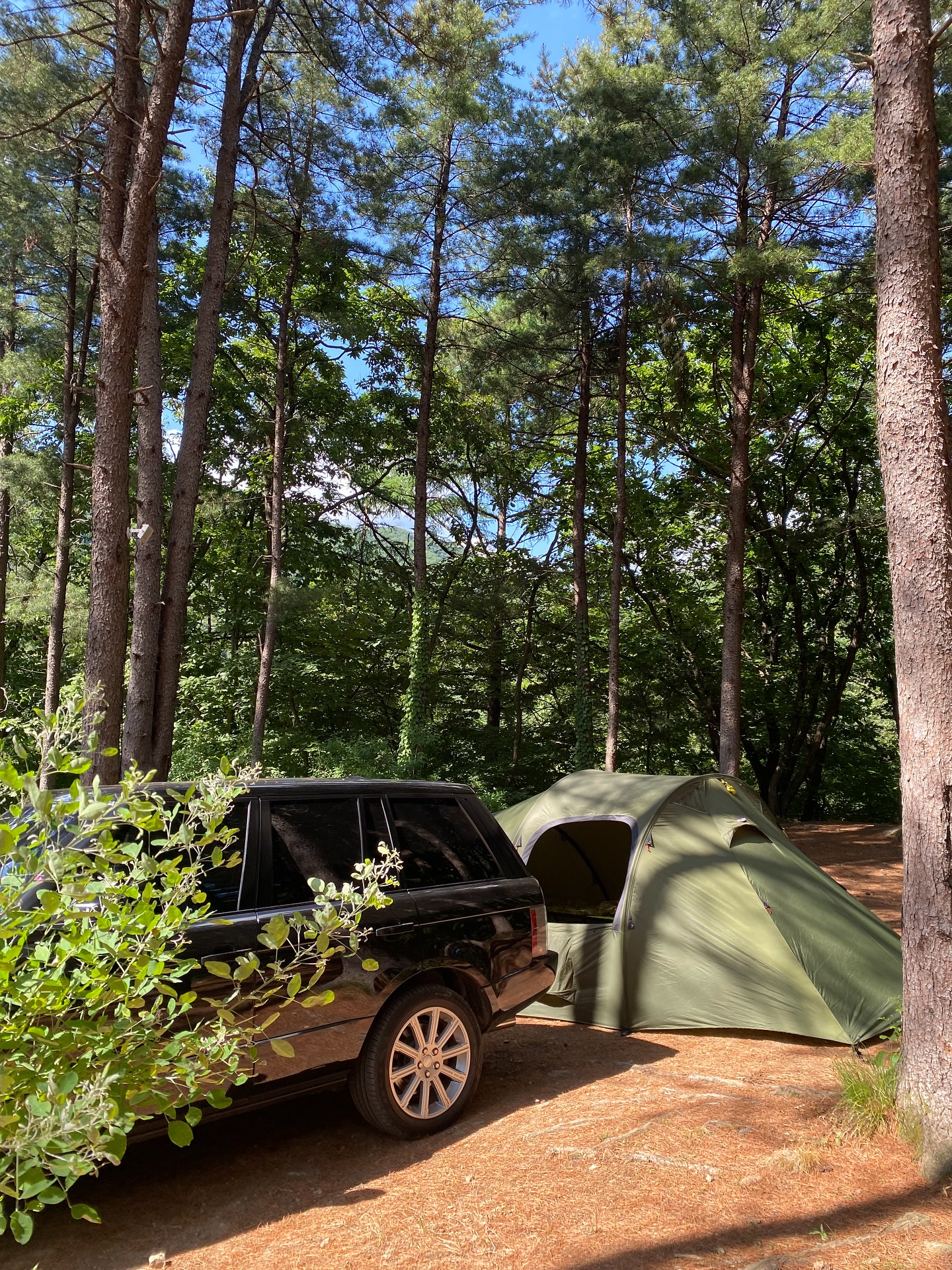 🏕️🍀