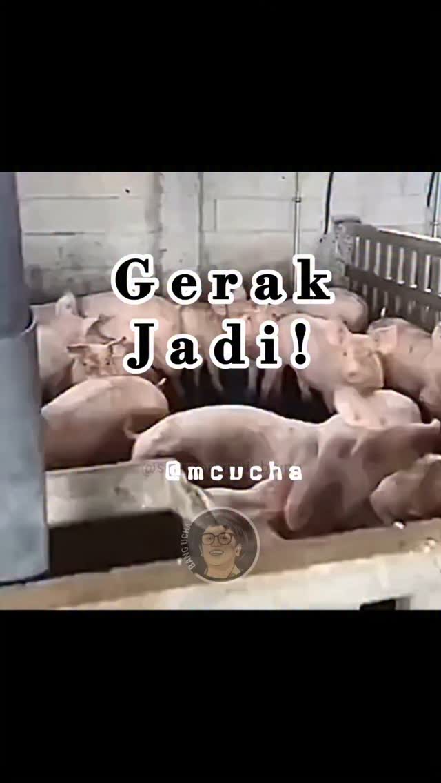 Hayoo...siapa sudah yg jadi..?!!? 🤭😋🤣
#dubbinglucu
#dubbinghewanlucu
#komentatorlucu