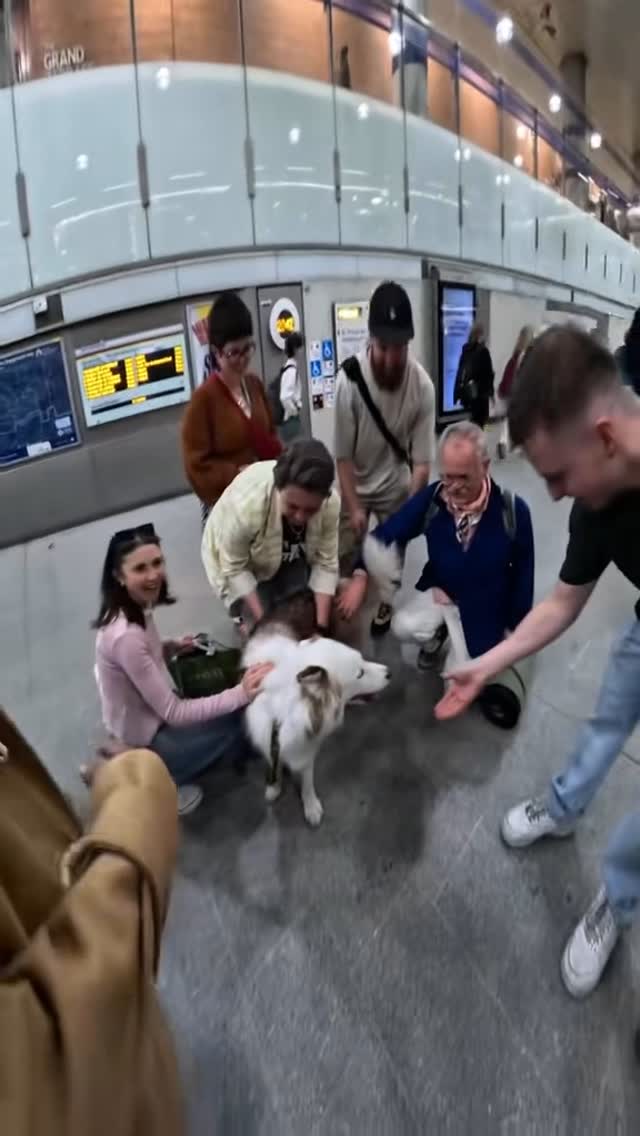 I took my dog to Kings Cross!!
#husky #dog #kingscross #viral #pets #fyp #doglover #train #famous #dogsofinstagram #travel #violasnow #pubity #puppylove #dogsoflondon #trendingreels #reels #london #vlogger #subway #viralvideos #dogphotography #celebrity #celebnews