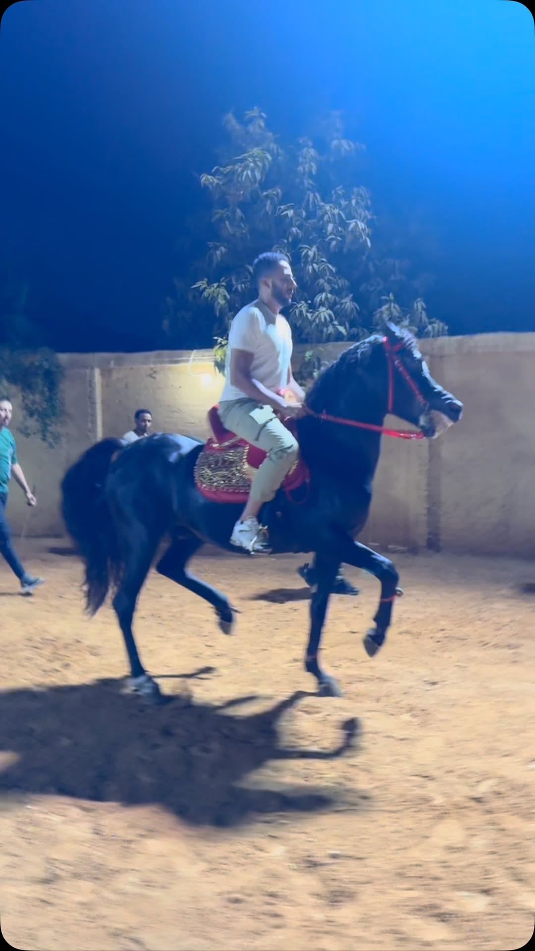 #الصقر 🦅🪬 #horse #horselove