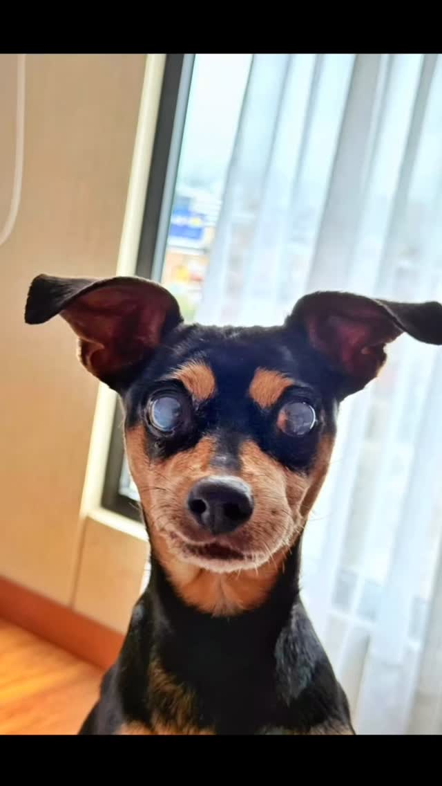 Felices 14 añitos, hermosa Lavinia.
Todo, todo, todo el amor para ella.
Su otro papá @ramonmaggin
Y sus papás agregados
@gonzalophelan y @janoalvam
Todos te amamos.