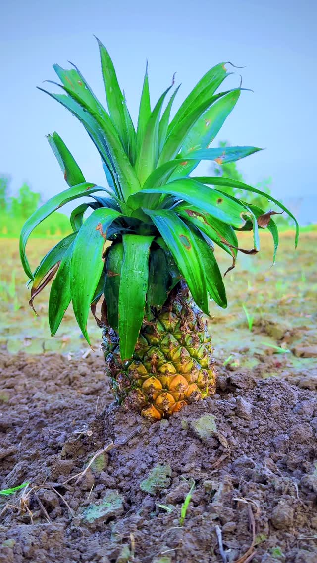 Amazing pineapple 🍍 videography idea 💡
